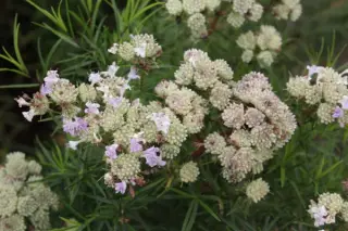 Pycnanthemum tenuifolium
