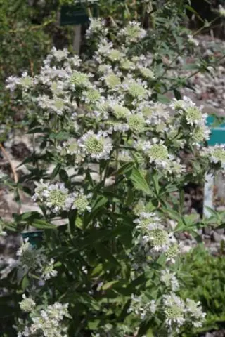 Pycnanthemum verticillatum var. pilosum