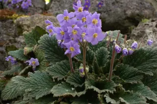 Ramonda myconi