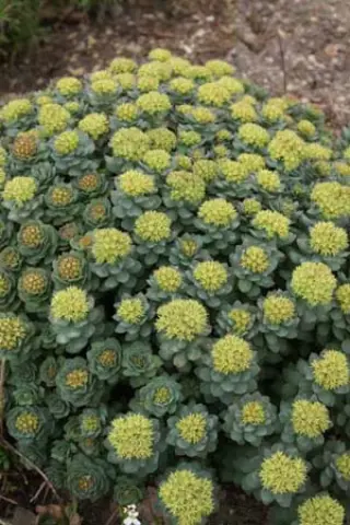 Rhodiola ishidae