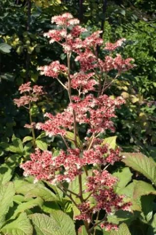 Rodgersia 'Badenweiler'