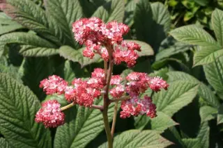 Rodgersia pinnata 'Cally Salmon'