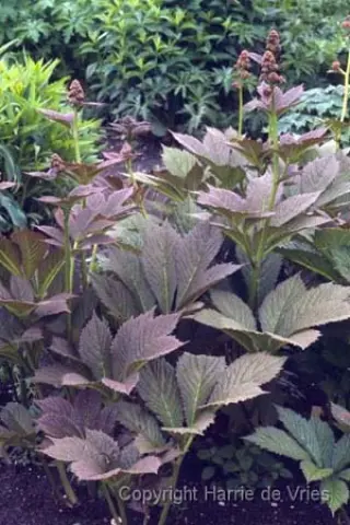Rodgersia pinnata 'Die Anmütige'