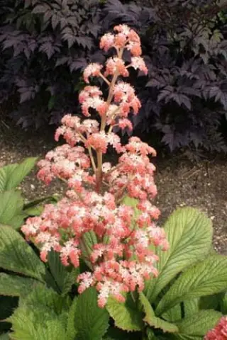 Rodgersia pinnata 'Die Stolze'