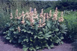Rodgersia pinnata 'Die Schöne'