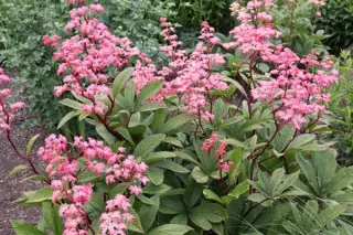 Rodgersia 'Roter Kaiser'