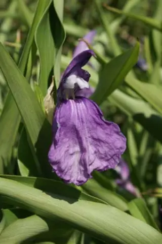 Roscoea auriculata