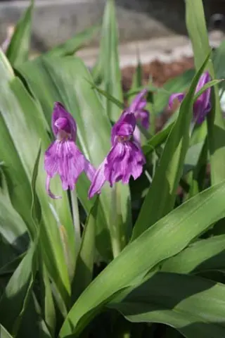 Roscoea cangshanensis - BWJ7848