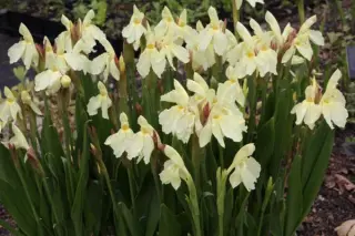 Roscoea cautleoides