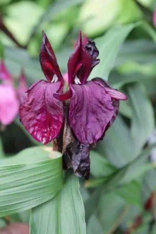 Roscoea purpurea 'Paul Bygrave's Hybrids'