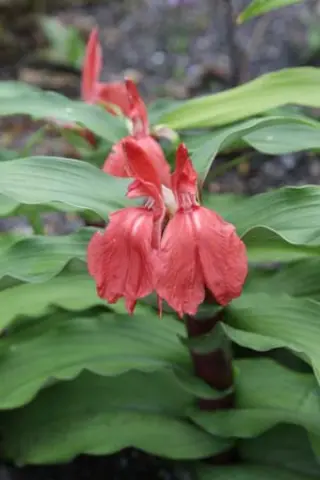 Roscoea purpurea 'Red Ghurka'