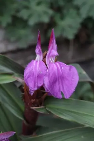 Roscoea purpurea 'Royal Purple Group'