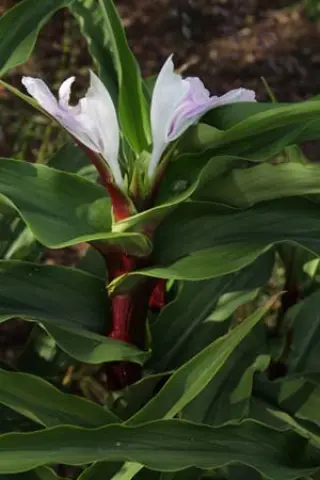 Roscoea purpurea 'Vannin'