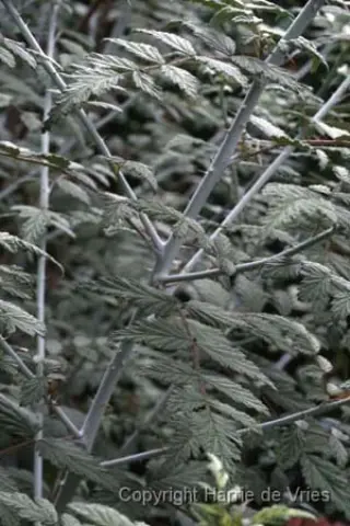 Rubus thibetanus 'Silver Fern'