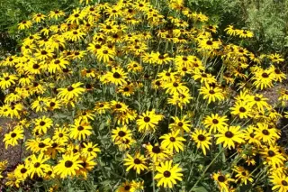 Rudbeckia fulgida var. deami