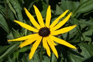 Rudbeckia fulgida 'Early Bird Gold'
