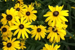 Rudbeckia fulgida 'Goldsturm'