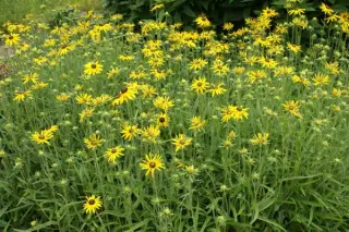 Rudbeckia fulgida var. speciosa