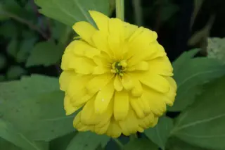 Rudbeckia laciniata 'Goldquelle'