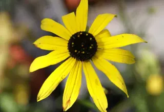 Rudbeckia missouriensis