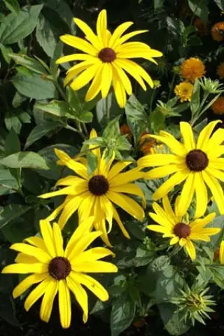 Rudbeckia subtomentosa 'Loofahsa Wheaten Gold'