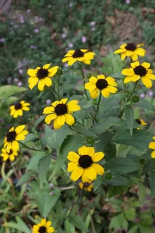 Rudbeckia triloba 'Blackjack Gold'