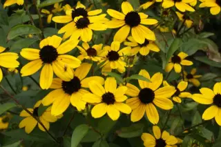 Rudbeckia triloba