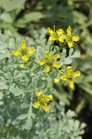 Ruta chalepensis