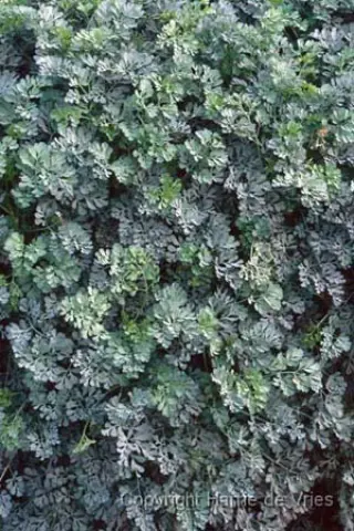 Ruta graveolens 'Jackman's Blue'