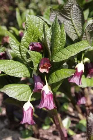 Scopolia carniolica hladnikiana