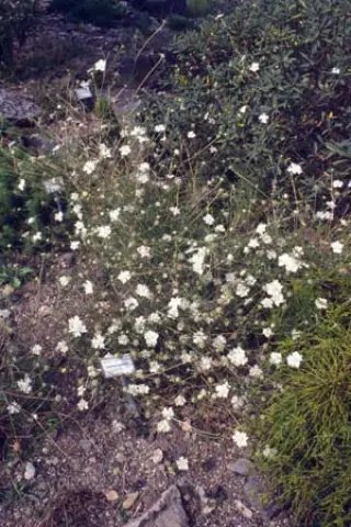 Scabiosa argentea