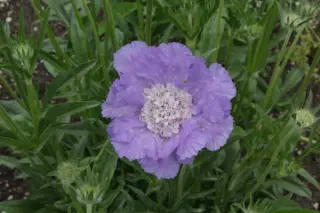 Scabiosa caucasica 'Blauer Atlas'