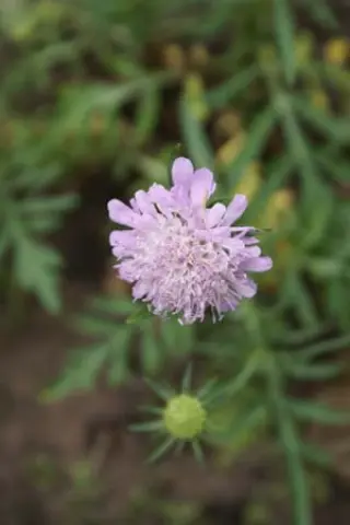 Scabiosa columbaria 'Pincushion Pink'