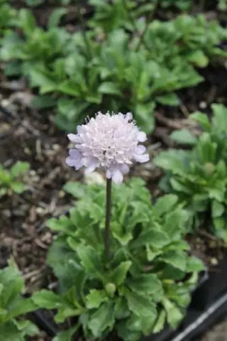 Scabiosa farinosa