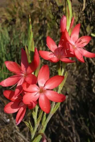 Schizostylis coccinea 'Elburton Glow'
