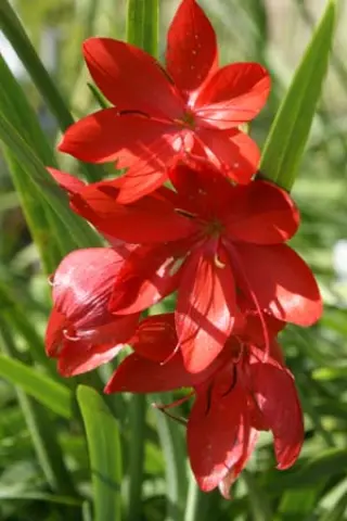 Schizostylis coccinea 'Major'