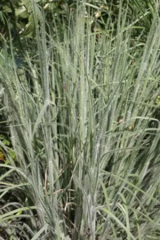Schizachyrium scoparius 'Ha Ha Tonka'