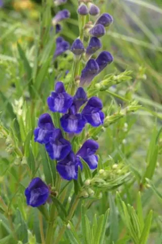 Scutellaria baicalensis
