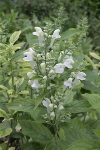 Scutellaria incana 'White Sky'