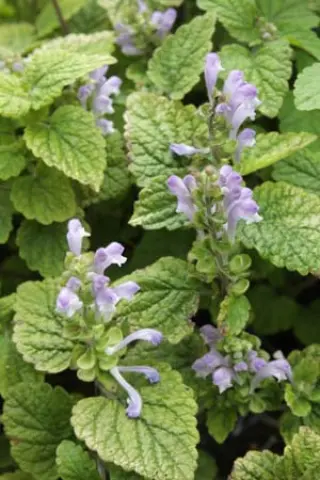 Scutellaria maekawae BSWJ5557a