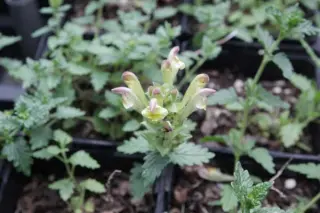 Scutellaria oreophila 'Lilac Lullaby'