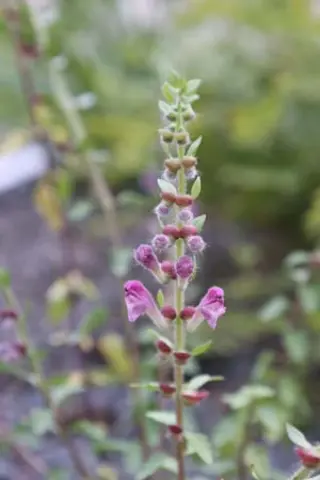 Scutellaria rupestris ssp. parnassica