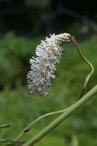Sanguisorba 'Ankum's Thrums'