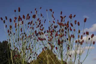 Sanguisorba 'Cangshan Cranberry'