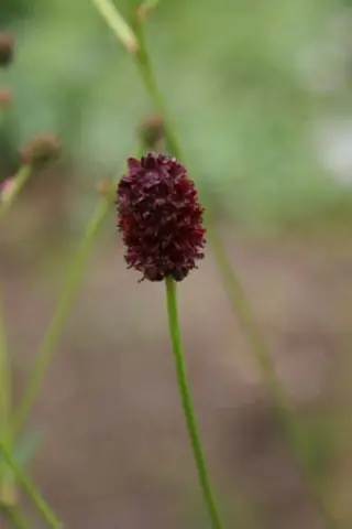 Sanguisorba 'Chocolate Tip'