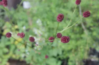 Sanguisorba 'Cherie'