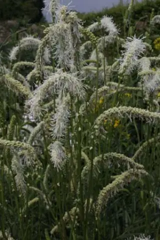 Sanguisorba 'Figaro'