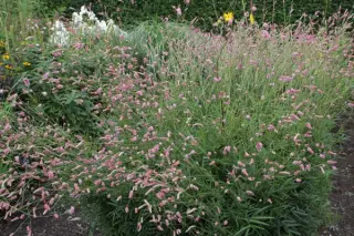 Sanguisorba 'Fire Explosion'