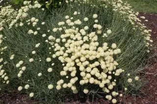 Santolina oblongifolia 'Cream Button'