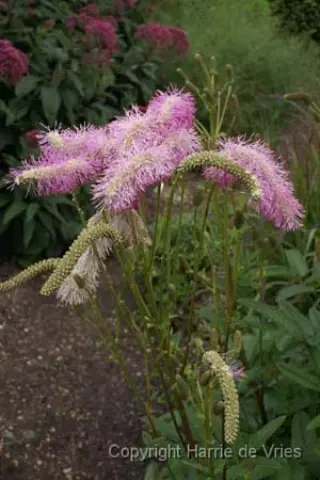 Sanguisorba 'Pink Brushes'